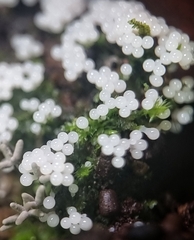 Arcyria cinerea