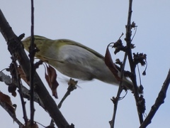 Phylloscopus sibilatrix