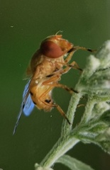 Diptera