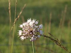 Allium