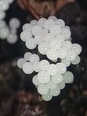 Arcyria cinerea