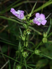 Agalinis tenuifolia