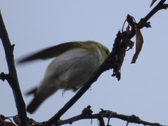 Phylloscopus sibilatrix