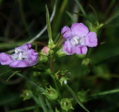 Agalinis tenuifolia