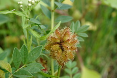 Glycyrrhiza echinata