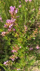 Lespedeza virginica