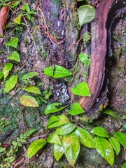 Arcyria cinerea