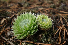 Orostachys spinosa
