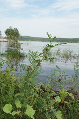 Glycyrrhiza echinata