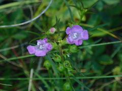Agalinis tenuifolia