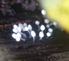 Arcyria cinerea