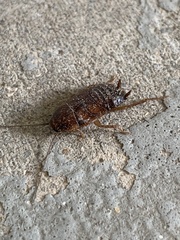 Blatta orientalis