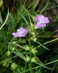 Agalinis tenuifolia