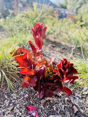 Kalanchoe sexangularis