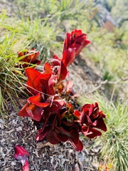 Kalanchoe sexangularis