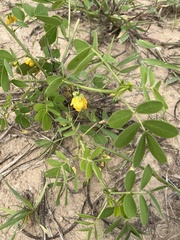 Senna obtusifolia