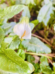 Zantedeschia