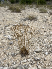 Zeltnera beyrichii