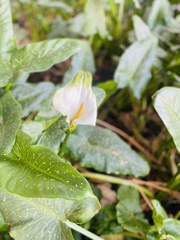 Zantedeschia