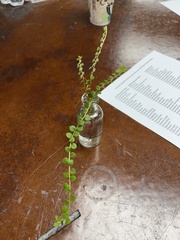 Gaultheria hispidula