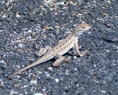 Holbrookia propinqua