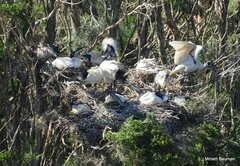 Threskiornis molucca