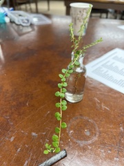 Gaultheria hispidula