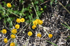 Thymophylla tenuiloba