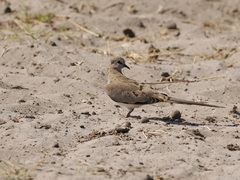Oena capensis capensis