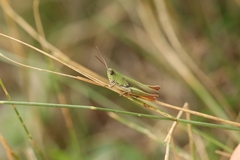 Chorthippus dichrous