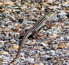 Aspidoscelis sexlineatus