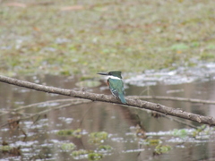 Chloroceryle americana