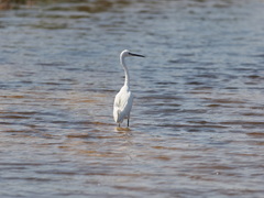 Egretta garzetta garzetta