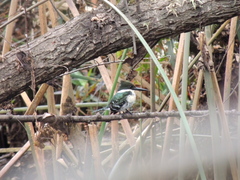 Chloroceryle americana