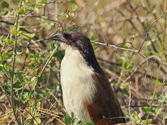 Centropus cupreicaudus
