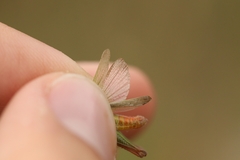 Chorthippus dichrous