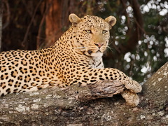 Panthera pardus pardus