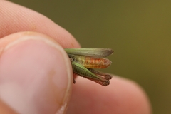 Chorthippus dichrous