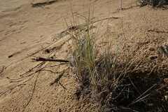 Festuca