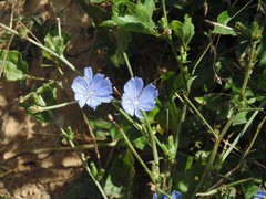 Cichorium intybus