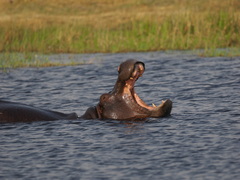 Hippopotamus amphibius