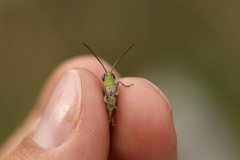 Chorthippus dichrous