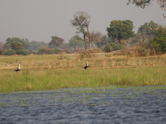 Bugeranus carunculatus