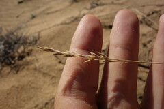 Festuca