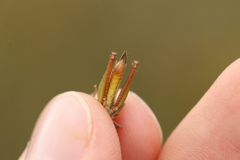 Chorthippus dichrous