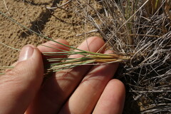 Festuca