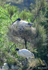 Threskiornis molucca
