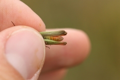 Chorthippus dichrous