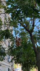 Koelreuteria paniculata