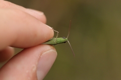 Chorthippus dichrous